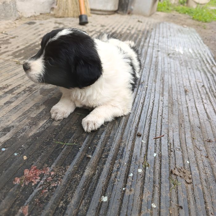 Щенки в добрые руки