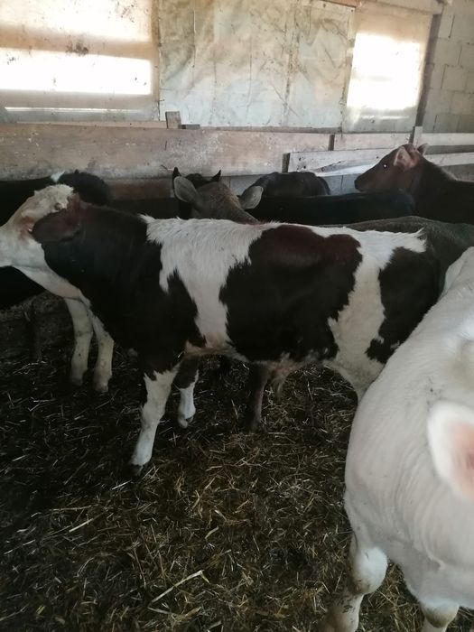Vând viței încărcați