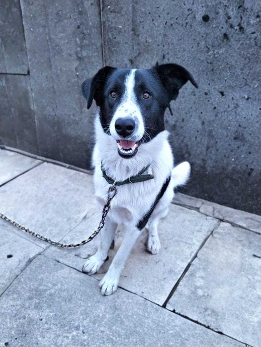 Собака в добрые руки