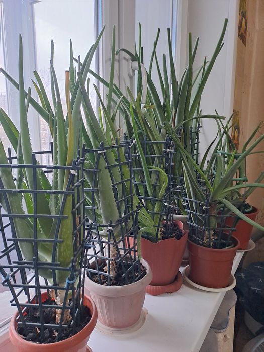 Продам Алое вера