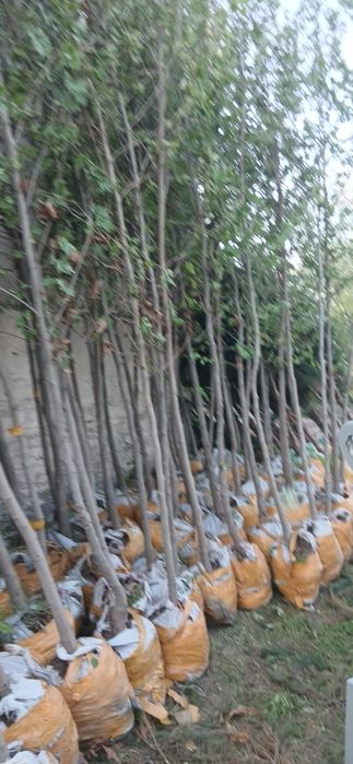 Chinor bor Toshkent da