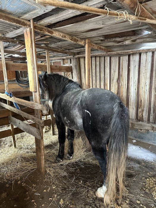 Продается Жеребец полутяж