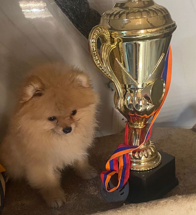 Померанский шпиц