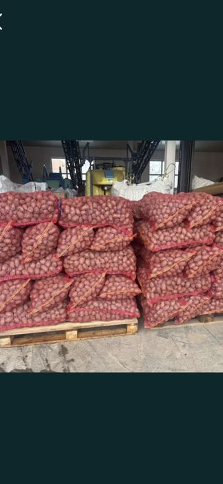 Carofi samanta Elita