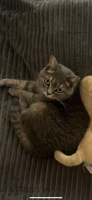 Бесплатно мысык өз үйін іздейді