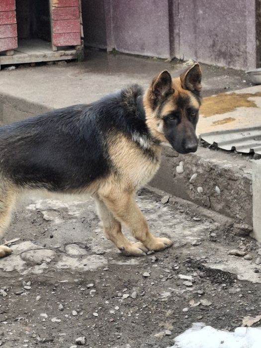 Продам немецкую овчарку