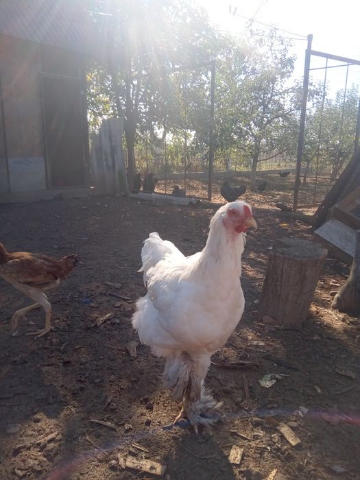 Găini brahma albe