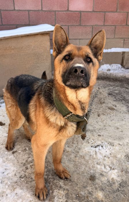 Немецкая овчарка