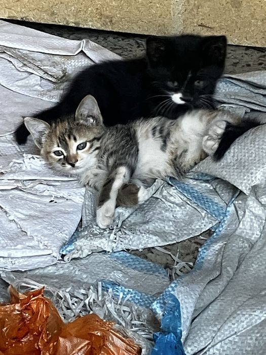 кошка мысық котята кот