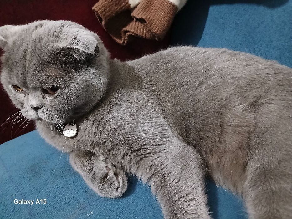 Sotiladi Skotish Fold