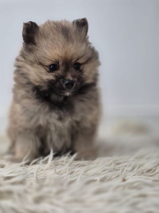 Vand fetita pomeranian