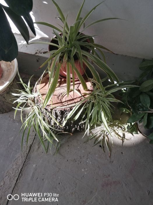 Комнатные цветы, растения.