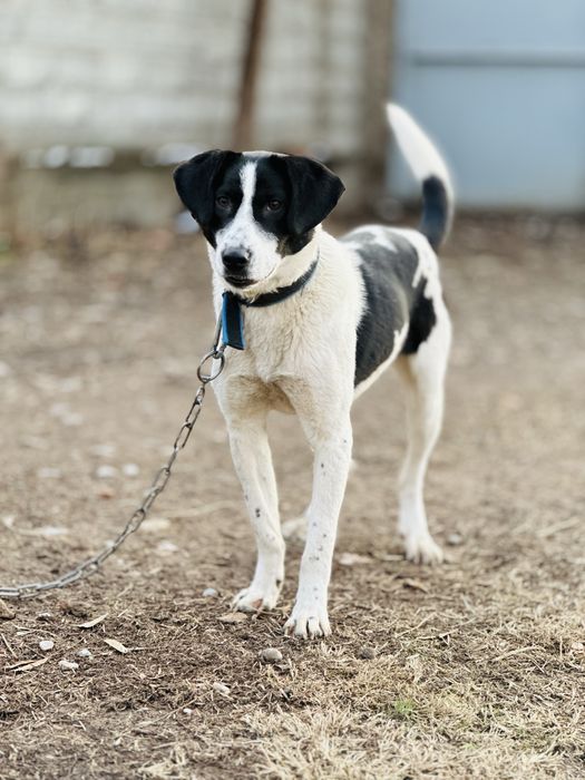 Принцесса собака ищет семью