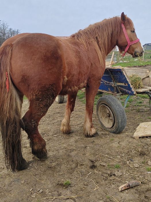 Vând manza de 3 ani