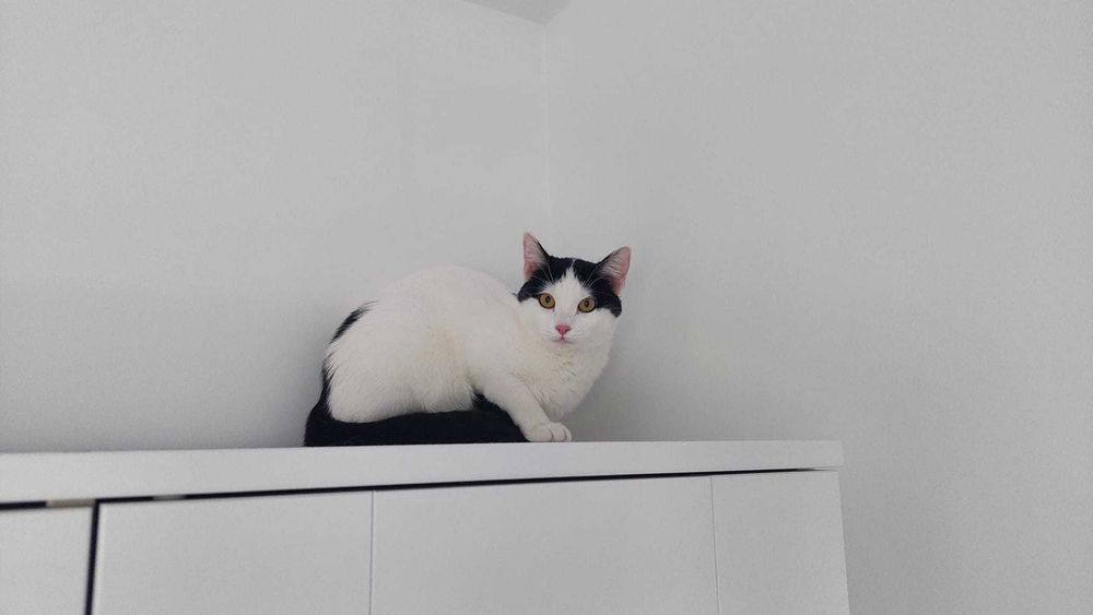Adoptie esuata, cautam familie iubitoare