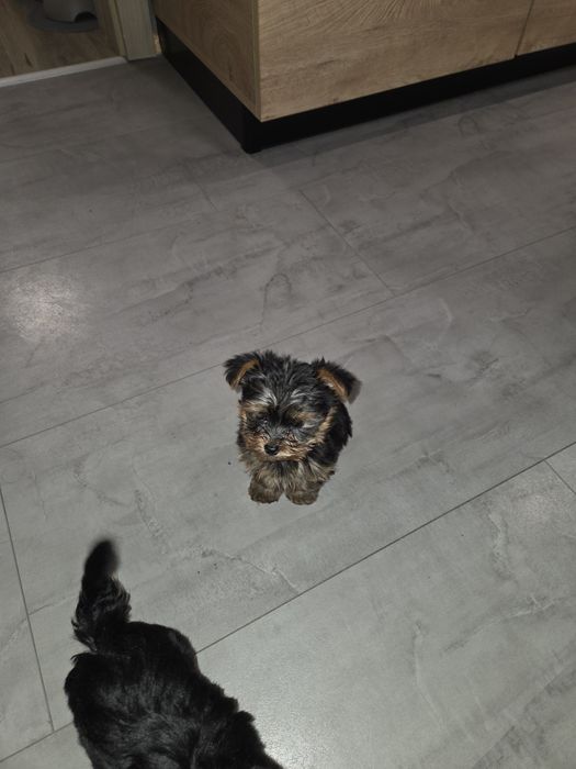 Кученцата мини йоркширски териер