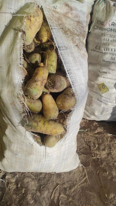 Molga athot qizil sariq sabzi bor sifati yaxshi  qopi  30 mingdan.