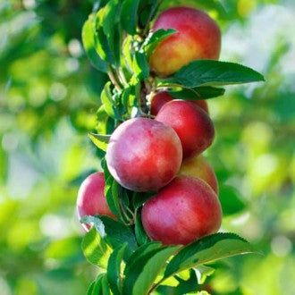 Pomi Fructiferi Columnari (NECTARIN )