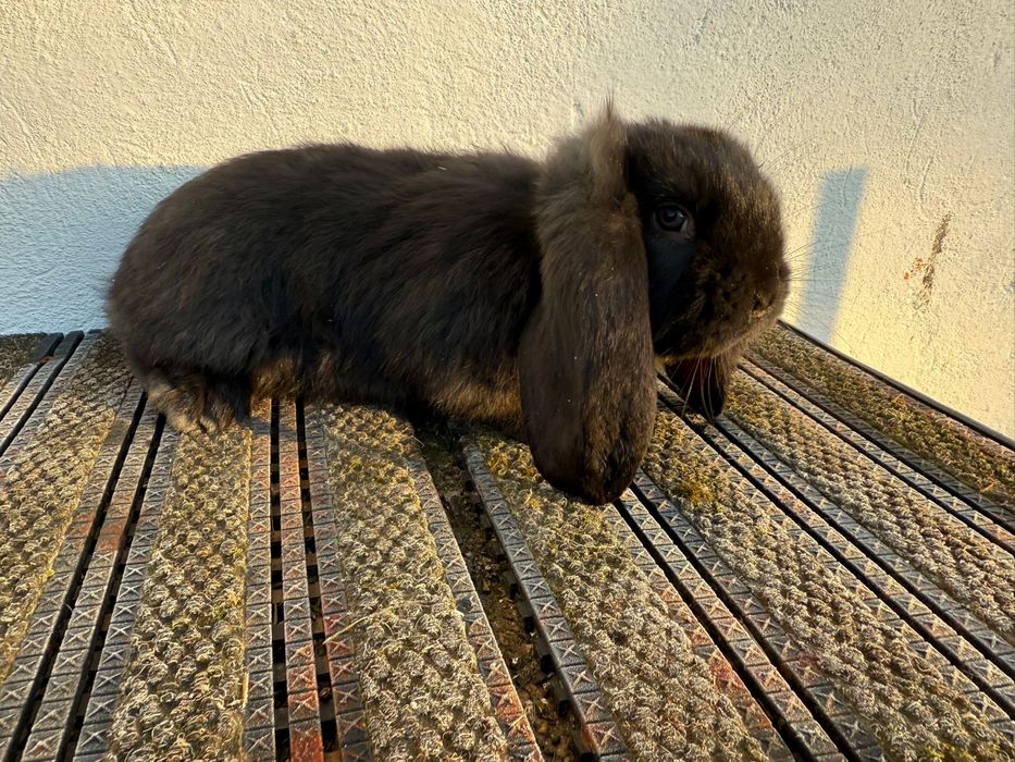 Berbec german, 6 săptămâni