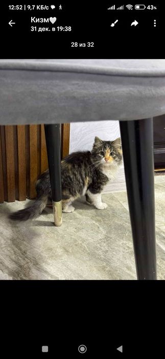 Отдается кошка, домашняя, длинношёрстная.