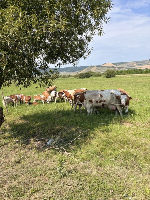 Vacii de vanzare
