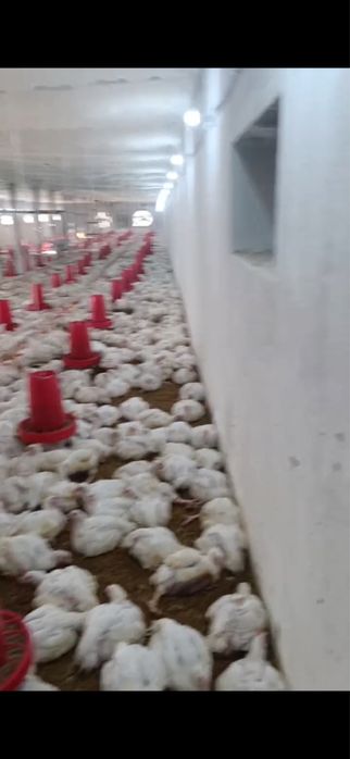 Товук ферма сотилади