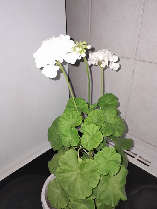 Продам комнатные цветы