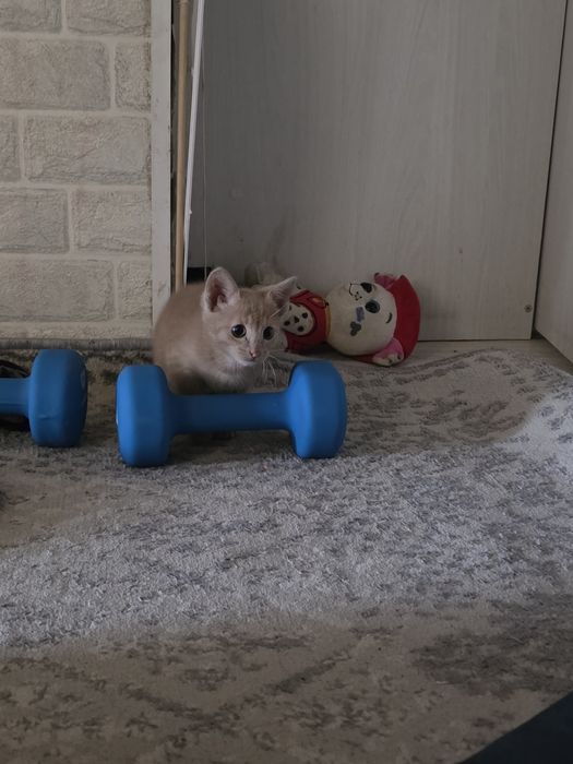 Прадаю сваево кота