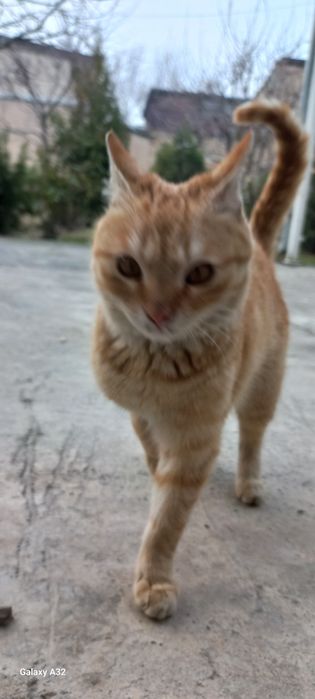 Милый котик ищет доброго хозяина.