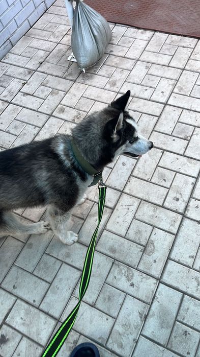 Сибирский хаски  4 месяц