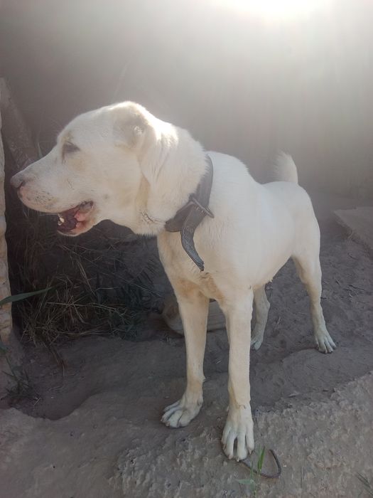 Қазақы төбет ит сатылады