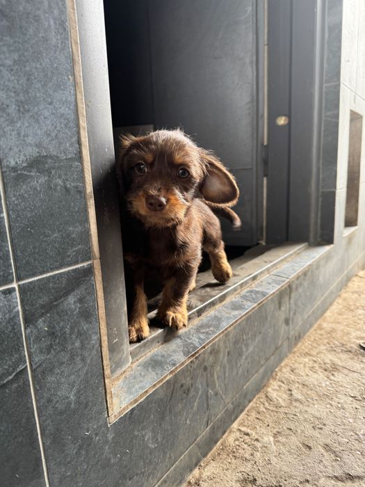 Donez cățeluși metis Teckel + Bichon