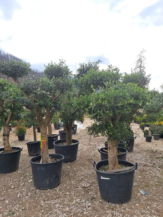 Vindem Tuia Leylandy,Magnoli,Măslini Copaci