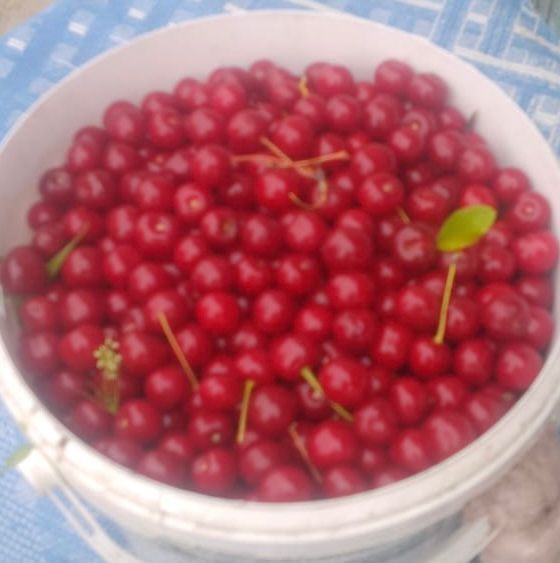 Продам вишню 1л- 900тг