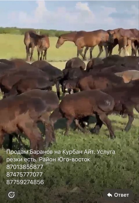 Қой сатылады қаланың іші