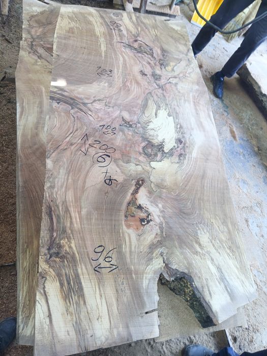 Blaturi mese deosebite