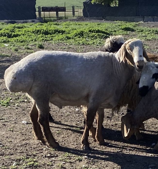 Кошкарчик на племя