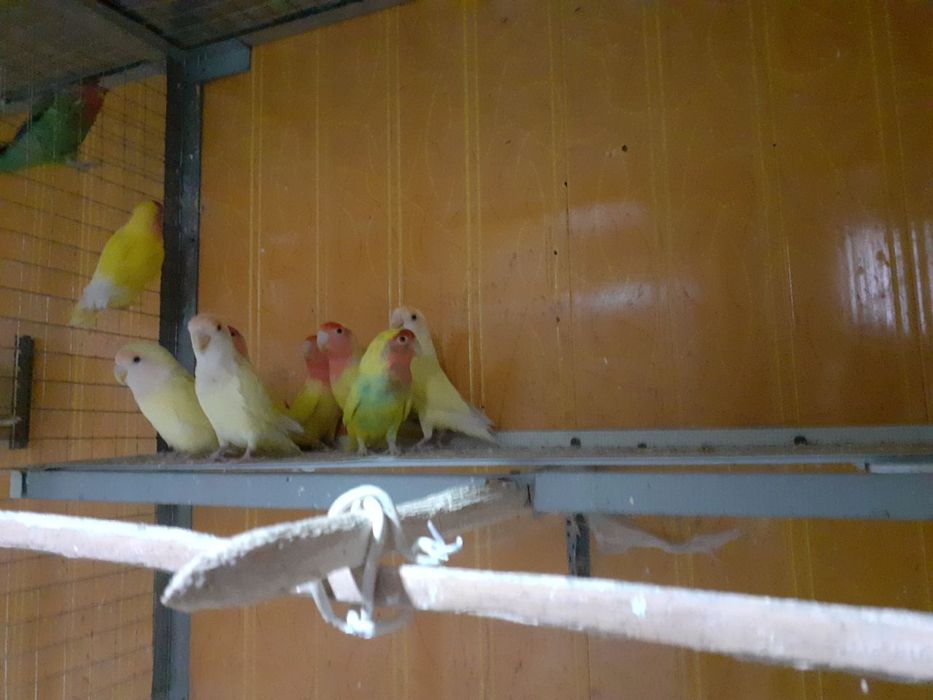 Nerazluchka to'tiqush