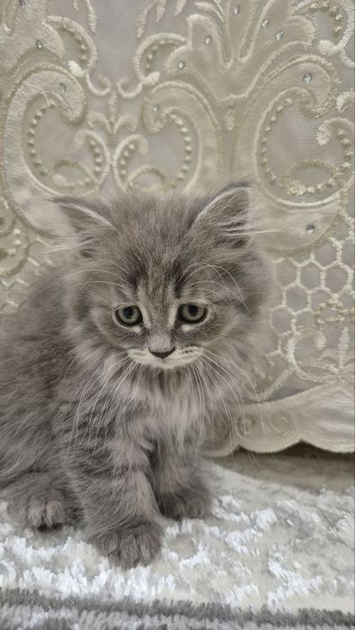 Scottish Fold va Straight