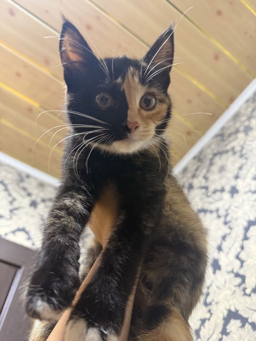 Котята бесплатно