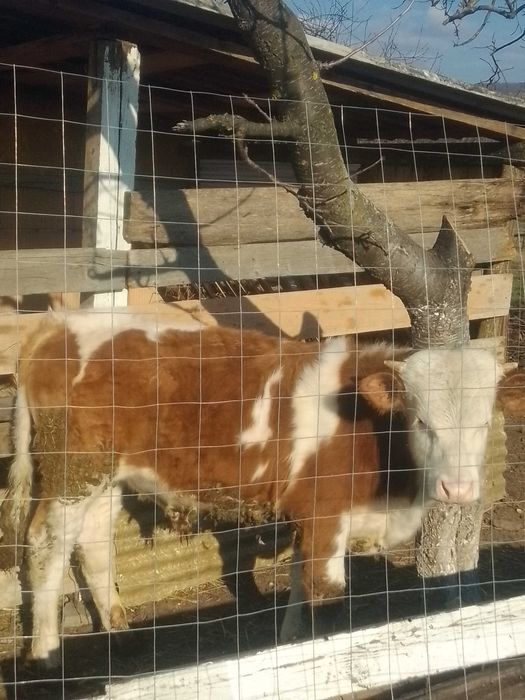 Vițel balțat românesc