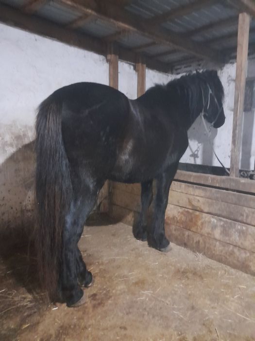 Айгыр , Жеребец продам