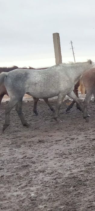 Продам кобылу без жеребенка, и тай