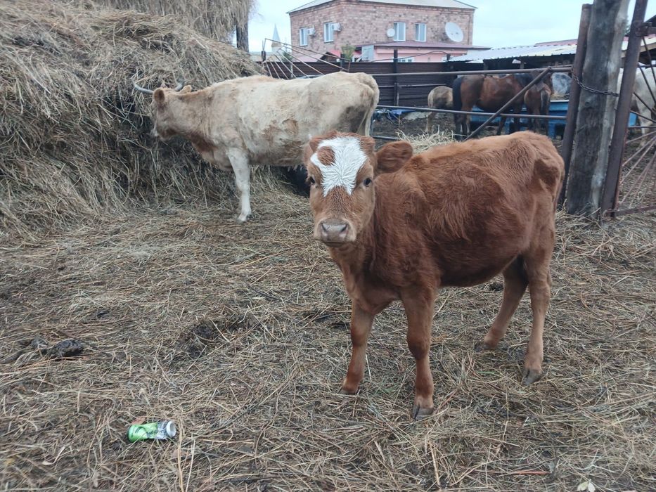 Продам корову с теленком