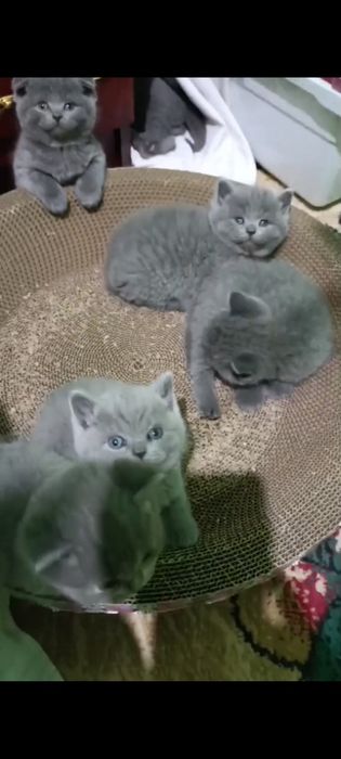 Готовятся к продаже шикарные котята, скоттиш страйт и скоттиш фолд.