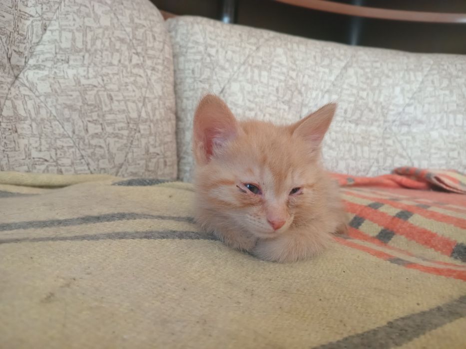 Отдам котенка в добрые руки