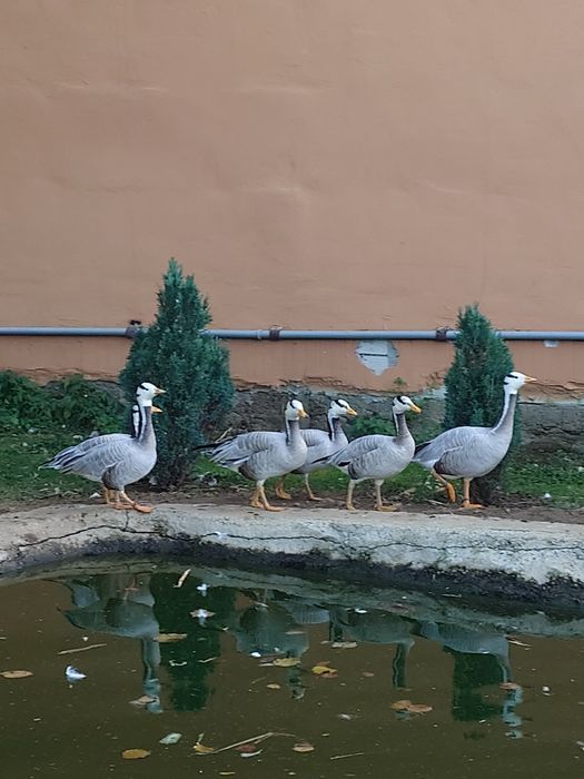 Mandarine Standard masculi + indiene OFERTĂ ‼️‼️