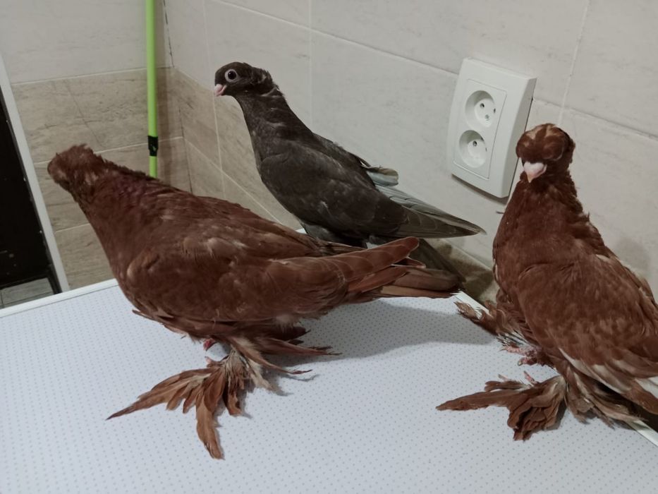 Продам   Голубей