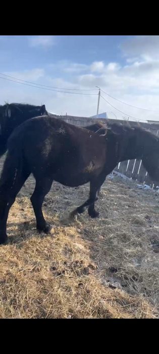 Продам кобыл жеребых.