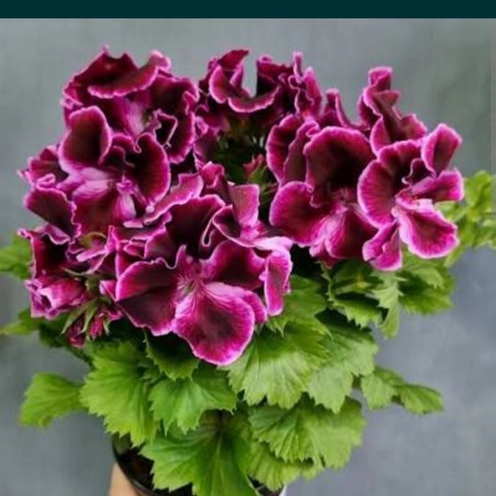 Герань королевская